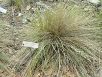 serpentine reedgrass (Calamagrostis ophitidis) plant