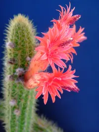 Cleistocactus samaipatanus
