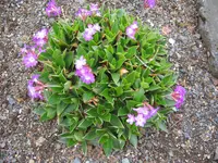 Glaucous Primrose (Primula glaucescens) plant