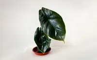 Red Mambo (Alocasia azlanii) plant