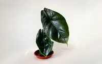 Red Mambo