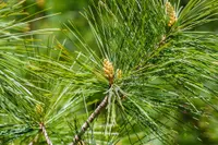 Pinus strobus