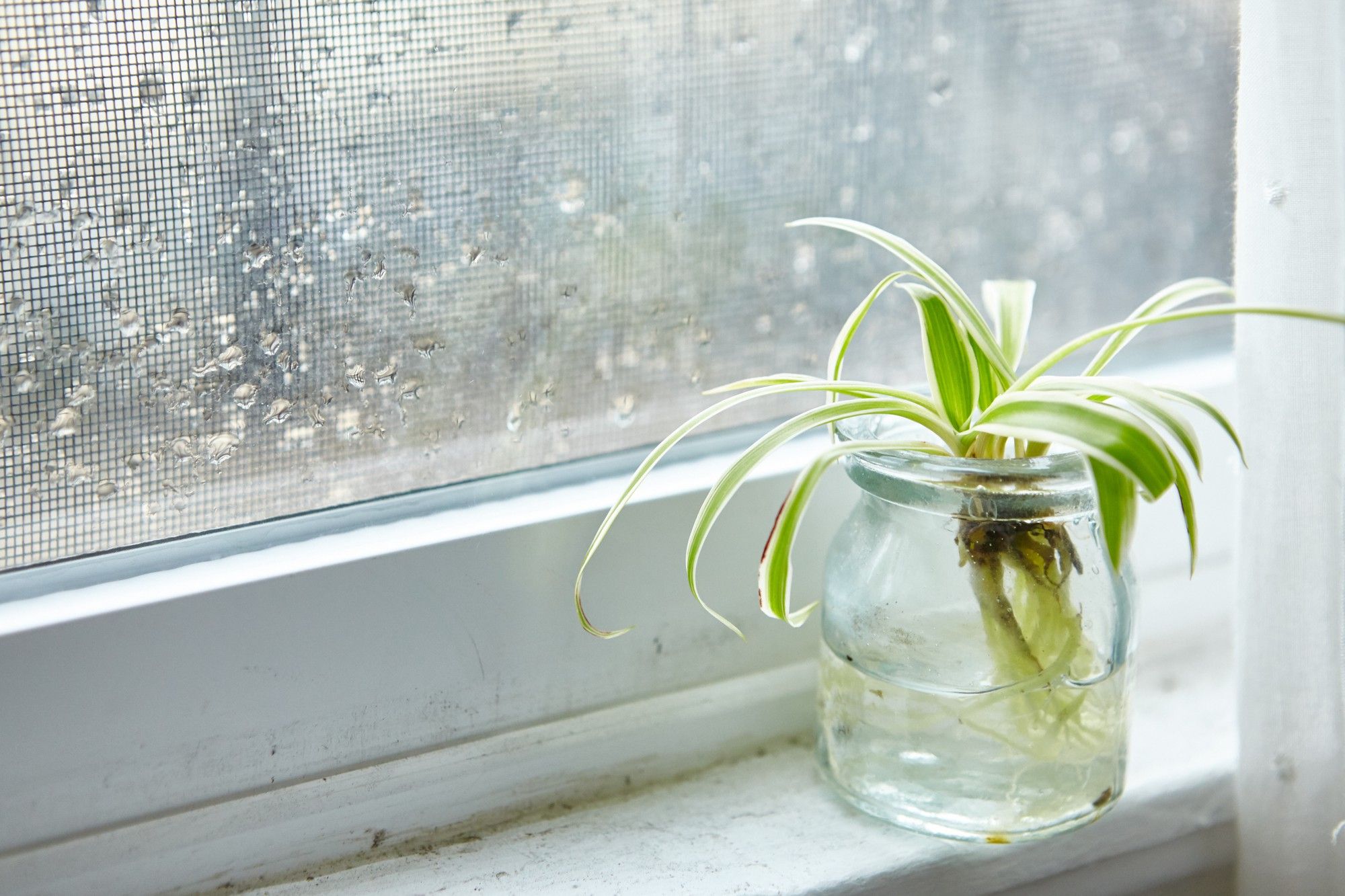 How to Water Houseplants by Season