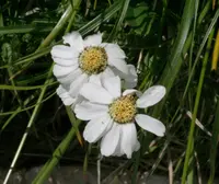 Achillea barrelieri (Achillea barrelieri) plant
