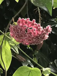 Wax Plant