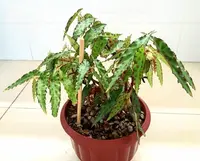 Begonia amphioxus indoor