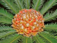 Palm inside