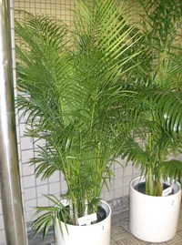 Areca Palm (Dypsis lutescens) plant