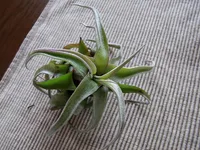 Tillandsia streptophylla (Tillandsia streptophylla) plant