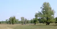 Black Poplar (Populus nigra) plant