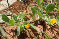 Disc Trefoil (Anthyllis circinnata) plant