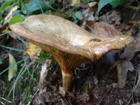 alder rollrim