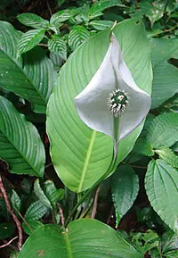 Spathiphyllum wendlandii