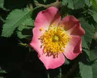 Apple Rose