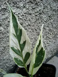 Peace Lily