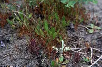 early hair-grass