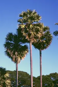 toddy palm