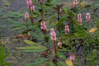 Amphibious Bistort