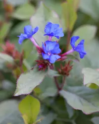 Hardy plumbago