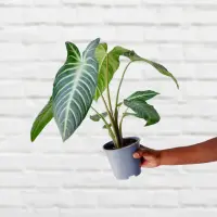 Caladium lindenii indoor