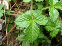 Potentilla stolonifera leaves