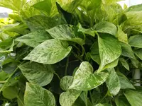 Golden Pothos