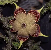 Persian Carpet Flower (Edithcolea grandis) plant
