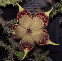 Persian Carpet Flower