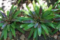 Neoregelia farinosa