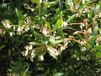 Costa Rican blueberry