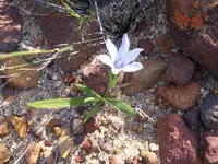 Autumn Bobbejaantjie (Babiana villosula) plant