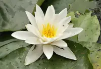 White Water-lily