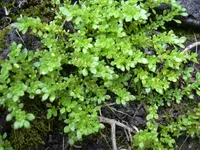 Artillery plant
