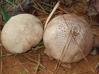 Purple-Spored Puffball