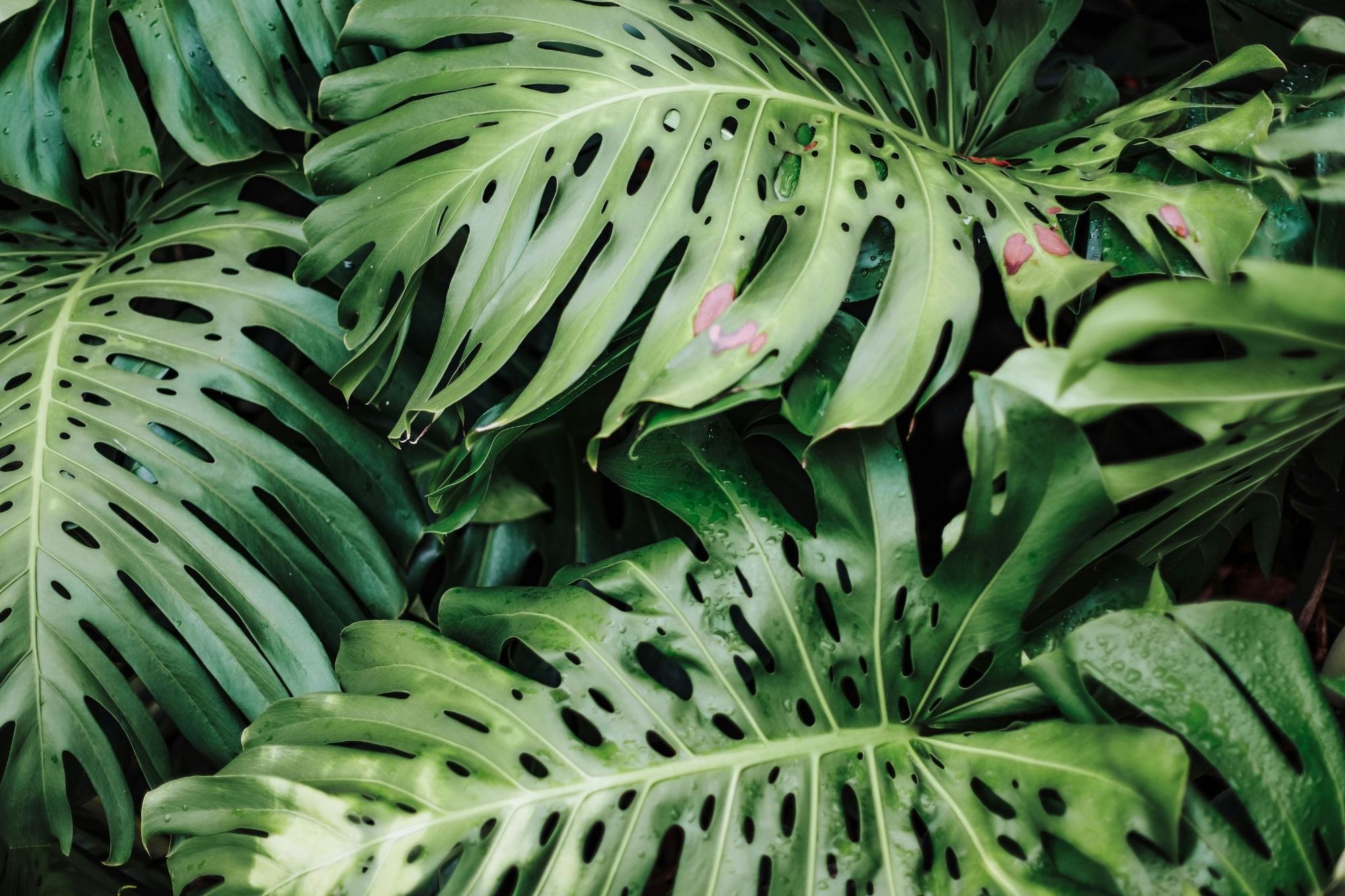 leaf spot