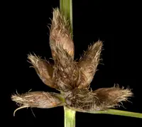 Caldwell's Clubrush