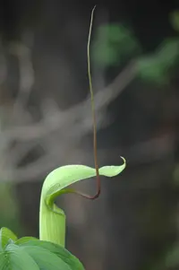 arisaema
