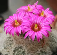 Cochemiea guelzowiana