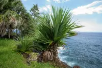 Cabbage tree