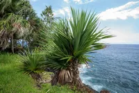 Cabbage tree