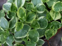 Cypress Peperomia (Peperomia glabella) plant