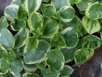 Cypress Peperomia
