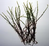 calliergon moss