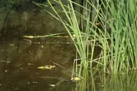 Typha latifolia leaves