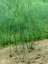garden asparagus