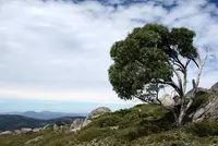snow gum (Eucalyptus pauciflora) plant