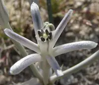 pink funnel lily