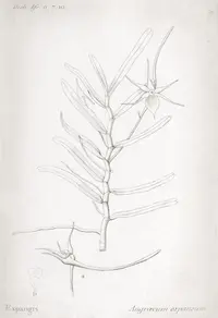 Angraecum expansum