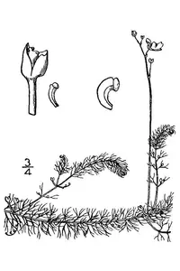 hiddenfruit bladderwort (Utricularia geminiscapa) plant