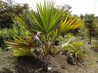 Red latan palm